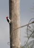 Woodpecker_on_Pole.jpg