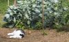 Cabbage_Patch_Kitty.jpg