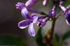 Lilac_Blossom.jpg