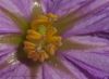 Center_Eggplant_Flower.jpg
