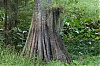 Cypress_hanging_around.jpg