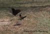 Grackle_Attacks_Red_Wing.jpg