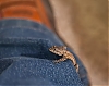 Hiding_Lizard.jpg