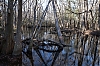 Swamp_Creature_Habitat.jpg