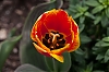 Tulip_pitter_patter~0.jpg