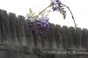 Wisteria_Jumping_the_Fence.jpg